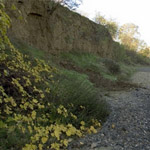 rocky dry creek bed with yellow flowers