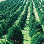 rows of conifer trees at a farm