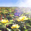 flowers flowers